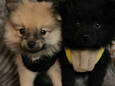 🖤 Adorable Black Pomeranian 🖤