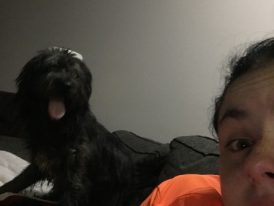 Husky labradoodle mountain dog mix