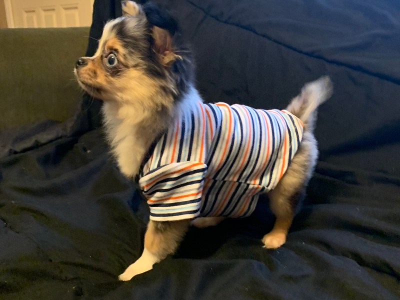 Litter sitter/Petsitter