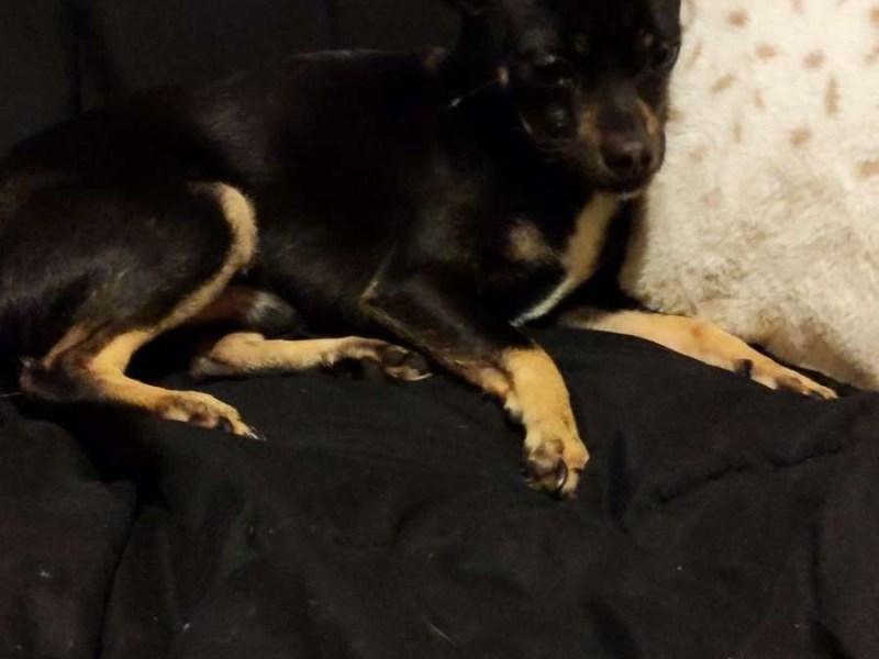 Litter sitter/Petsitter