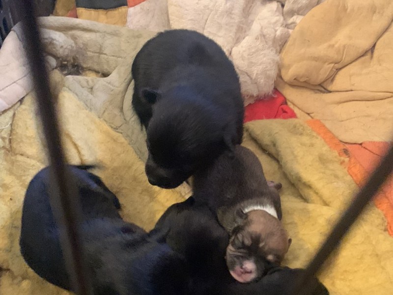 Litter sitter/Petsitter