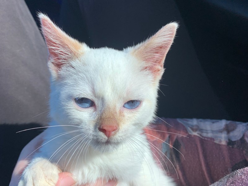 Litter sitter/Petsitter