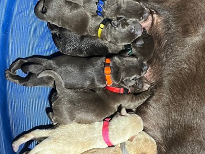 Rehoming Labrador Retriever