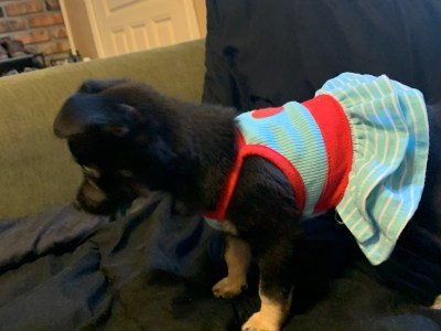 Litter sitter/Petsitter