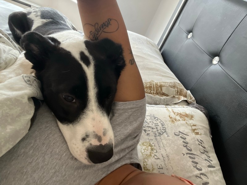 Female Pit/Blue Heeler Mix