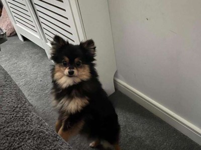 Pomeranian 10 months