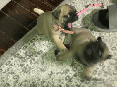 Fawn /Apricot female pug