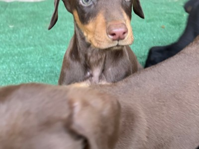 European doberman