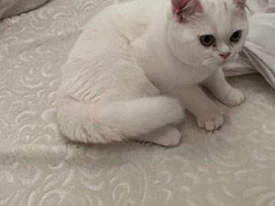 Tommy sucht eine liebevolle Familie