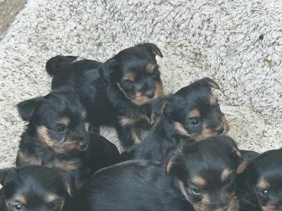 Mini Yorkies!