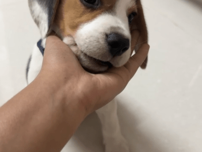 Beagle male for sale