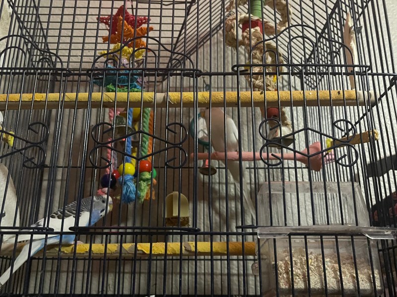 Selling 2 parakeets and cage with toys.