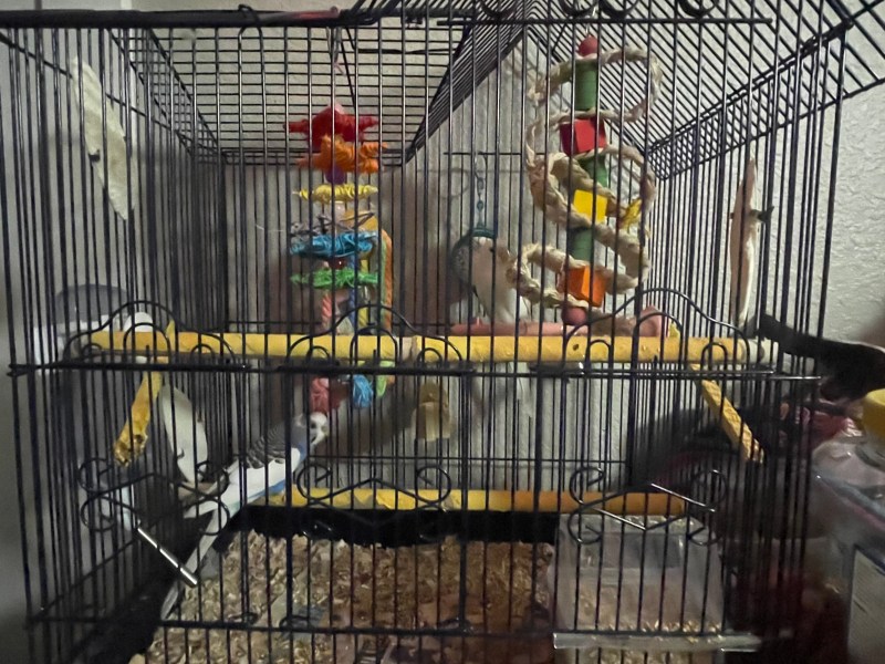 Selling 2 parakeets and cage with toys.