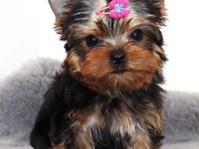 Loving Tea Cup Yorkie Puppies