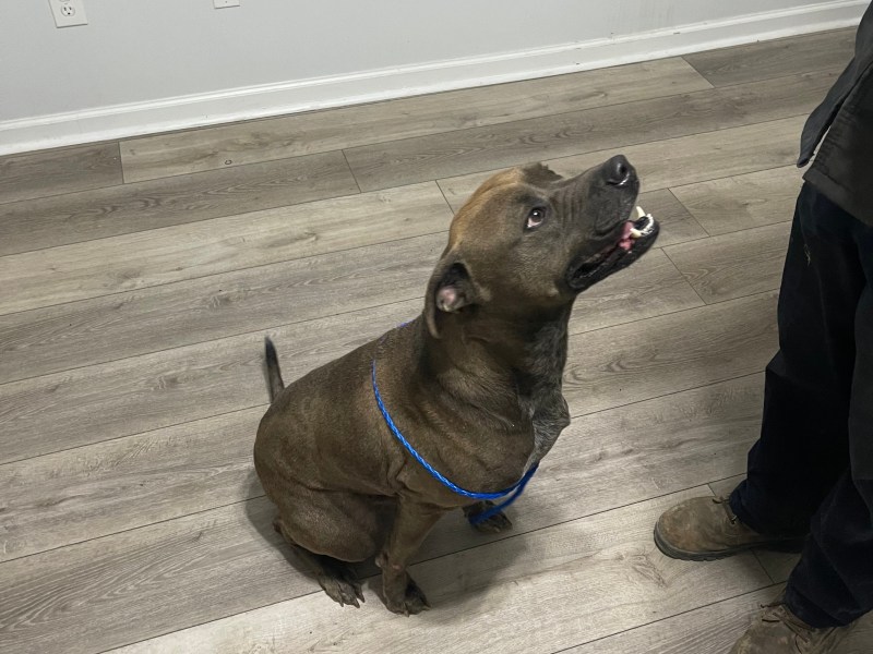 Pet for free moving soon