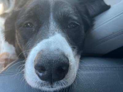 Adult dog for sale 💗needs a loving home