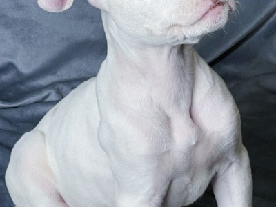 Looking for a forever home 🤍🐶