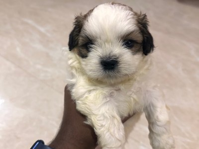 Shih tzu puppies