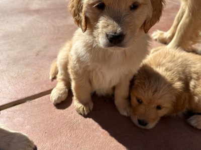 Golden Retriever Puppies