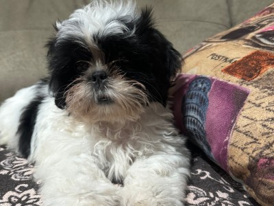 Shih Tzu Macho
