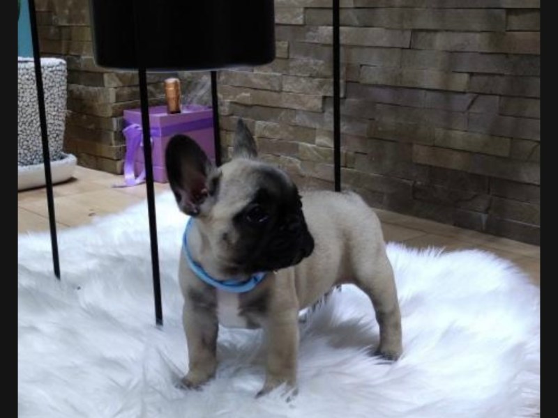 Französischer Bulldog