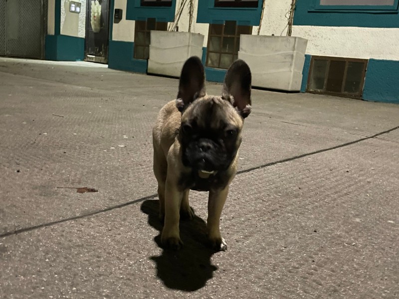 Französischer Bulldog