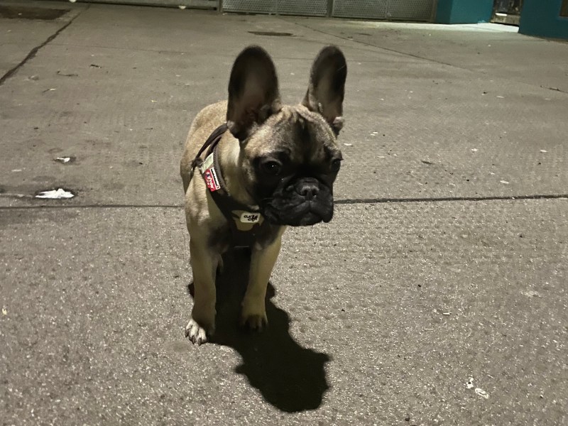 Französischer Bulldog