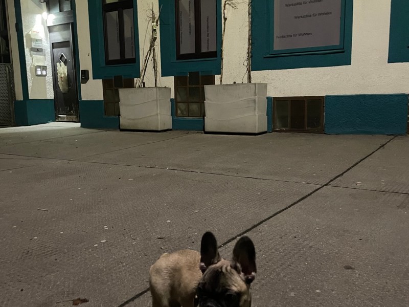 Französischer Bulldog