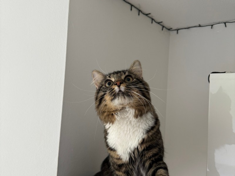 Mixed Maine-Coon Kater zu verkaufen.