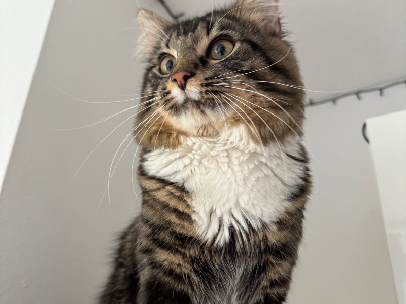 Mixed Maine-Coon Kater zu verkaufen.