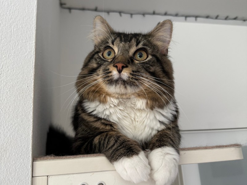 Mixed Maine-Coon Kater zu verkaufen.