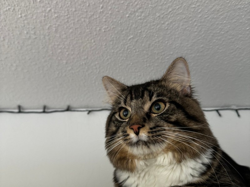 Mixed Maine-Coon Kater zu verkaufen.