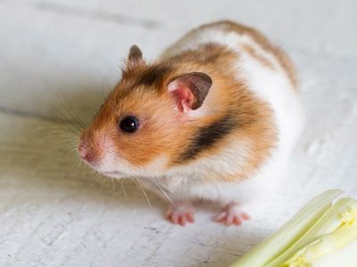 Syrian Hamsters for Sale