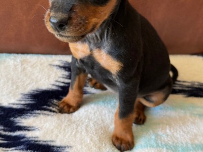 Miniature Doberman