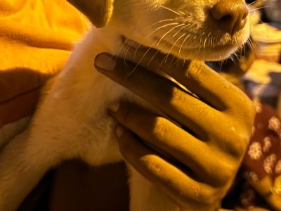 Labrador retriever puppy male