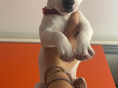 Jack Russel Terrier albina