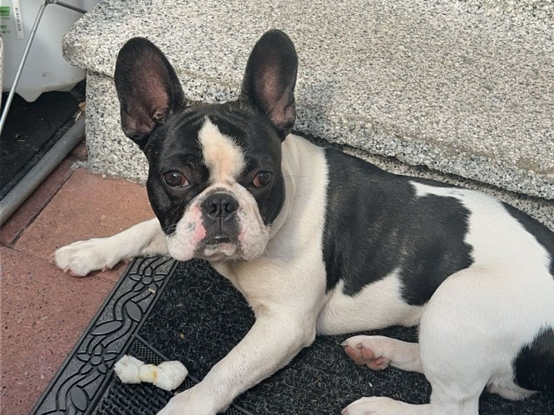 Französisch Bulldogge