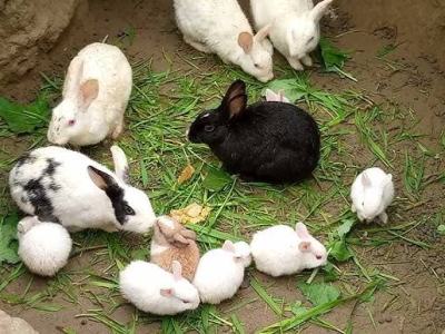 Rabbit babe sale 500 only