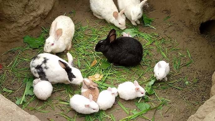 Rabbit babe sale 500 only