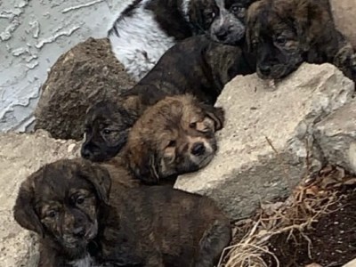 German Shepherd Great Pyrenees