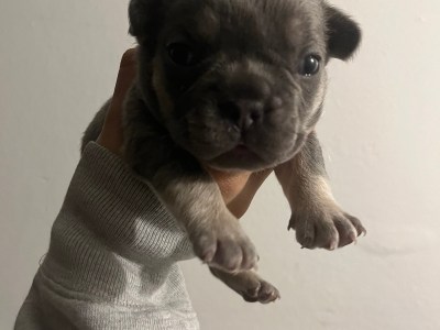 French bulldog puppies