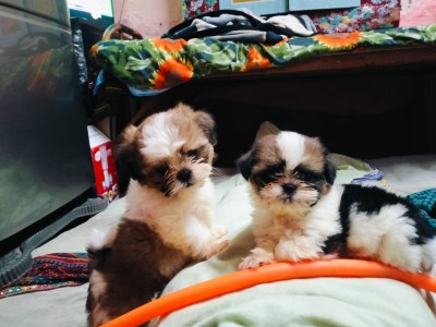 Shizthu puppies