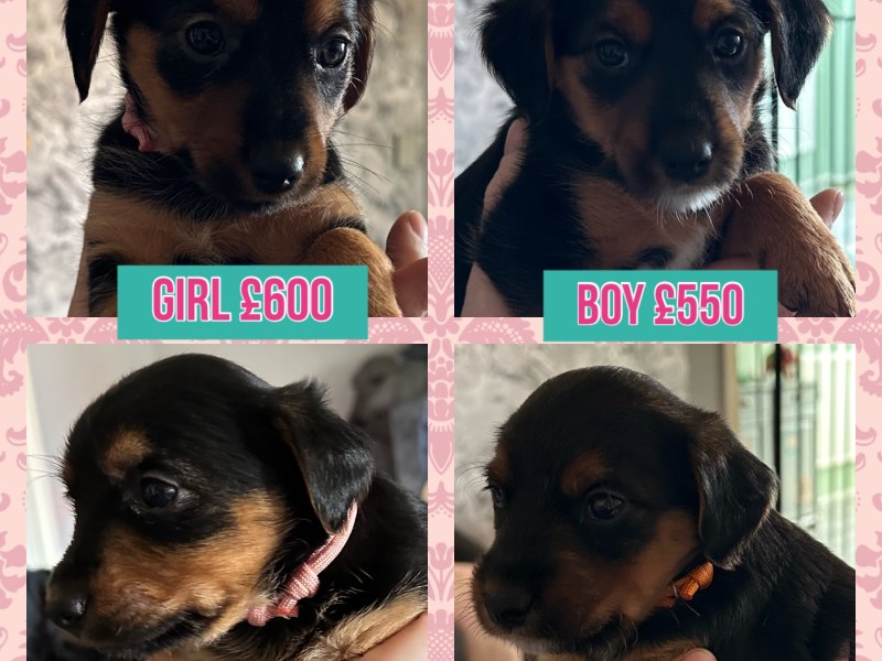 Jorkie Puppies for sale