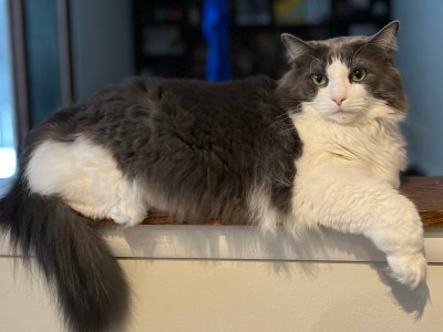 Norwegian Forest Cat for Rehoming