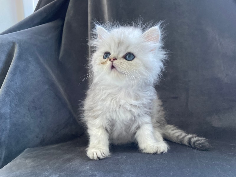 Kattunge ragdoll chinchilla perser
