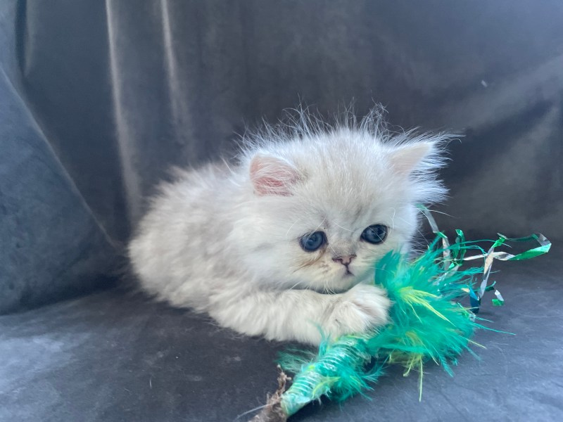 Kattunge ragdoll chinchilla perser