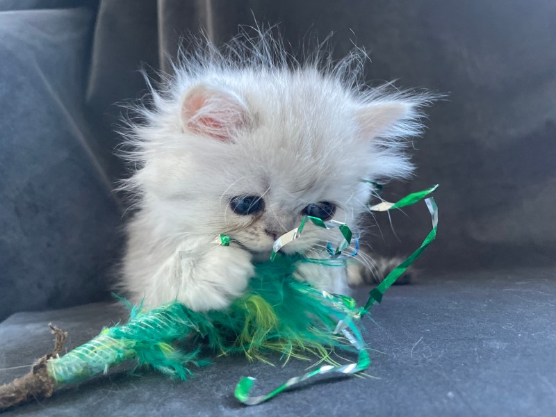 Kattunge ragdoll chinchilla perser
