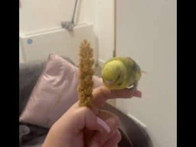 Female baby budgie