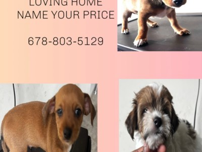 Puppies 4 sale (Name your price)