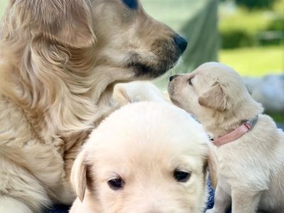 Golden Retriever For sale